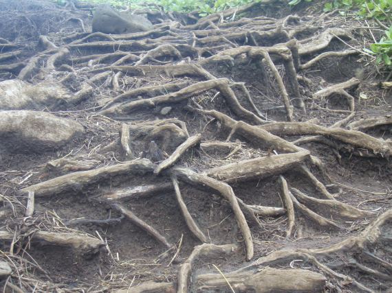Roots make great natural stairs