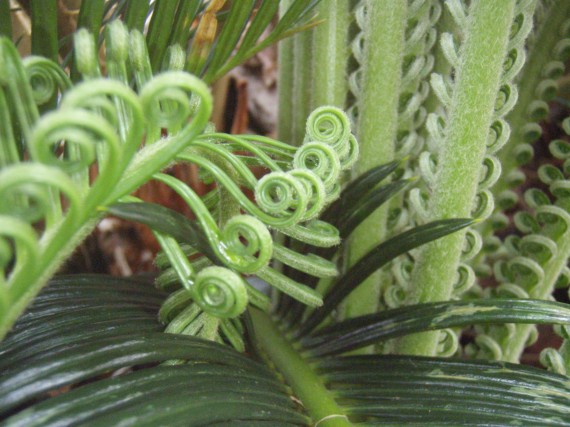 curlicues occurring nearly inside a fern, close to the stem